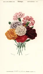 Groep anjers, Dianthus caryophyllus