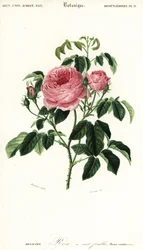 Rosa x centifolia