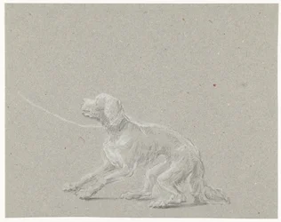 Hond aan een riem