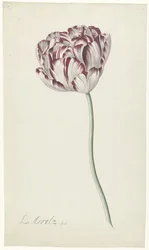 Tulp