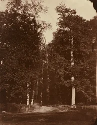 Bos bij Saint-Cloud