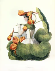 Allegorieën, la Capucine