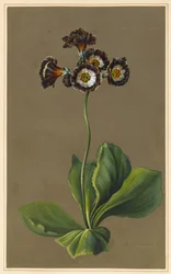 Hybride auricula, 1830