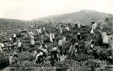 Thee plukken, landgoed in het binnenland, Ceylon, c.1900-1930