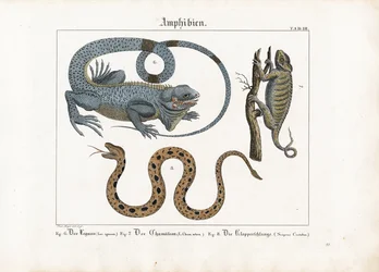 Leguaan, kameleon en ratelslang
