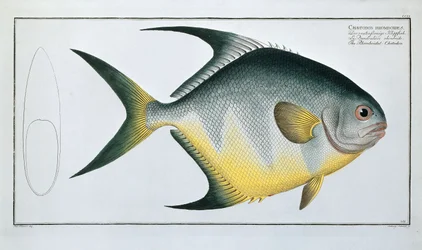 Rhomboidale Chetodon