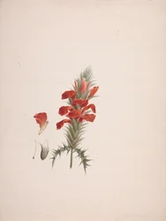 Acanthus Sennii Chiov.: afgewerkte tekening met toegevoegde details
