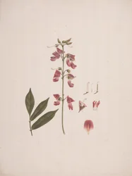 Millettia ferruginea (Hochst.) Baker: afgewerkte tekening met enkele details weggelaten