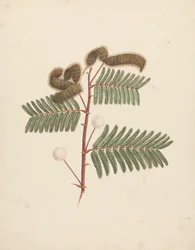 Mimosa pigra (L.): Voltooide Tekening