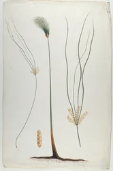 Papyrus (Plant en worteldetail), naar James Abyssinian Bruce (1730-94)