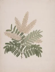 Pterolobium stellatum (Forssk): afgewerkte tekening