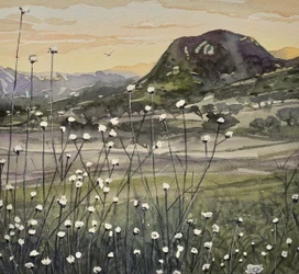 Golden Sky-veldbloemen