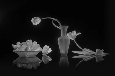 Elegante zwarte en witte tulpen