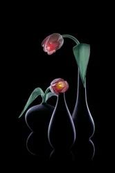 Elegante gloeiende tulpen