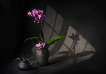 Elegantie van de orchidee in de schaduw