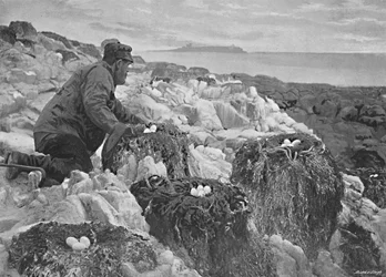 Aalscholvernesten, Farne-eilanden, ca. 1896