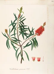 Albany Bottlebrush (Callistemon speciosum DC), Myrtaceae, Struik met blijvende bladeren, inheems in Australië