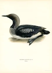 Geelsnavelduiker