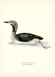 Geelsnavelduiker