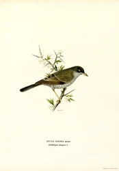 Sperwergrasmus