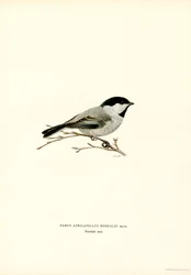 Zwartkopmees