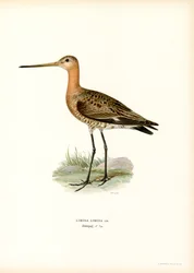 Grutto