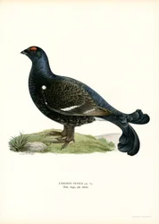Korhoen