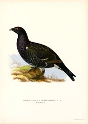 Korhoen, westelijk auerhoen