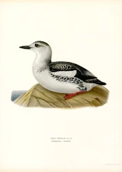 Zwarte zeekoet