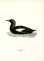 Zwarte zeekoet