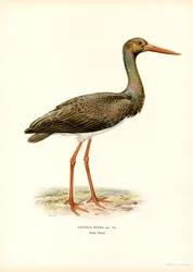Zwarte Ooievaar