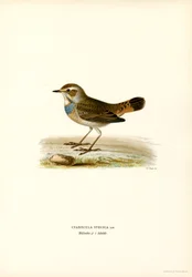 Blauwborst
