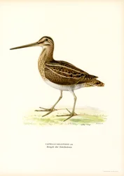 Watersnip