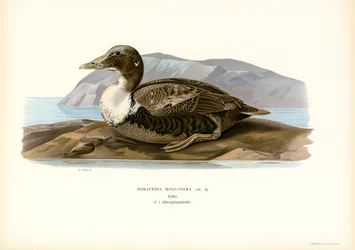 Eider