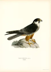 Boomvalk (kleur litho)