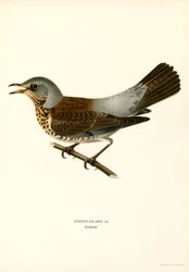 Kramsvogel