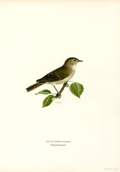 Tuinfluiter