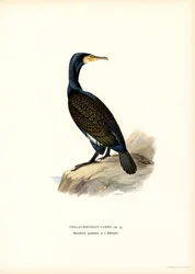 Aalscholver