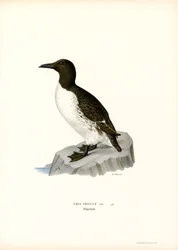 Zeekoet (kleur litho)