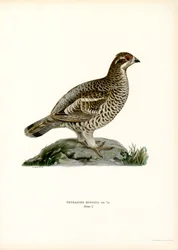 Hazelhoen