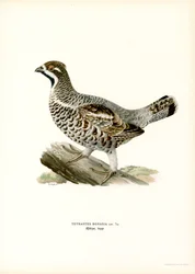 Hazelhoen