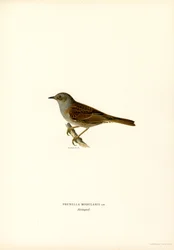 Heggenmus