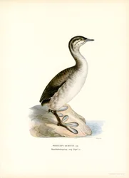 Kuifduiker
