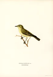 Spotvogel