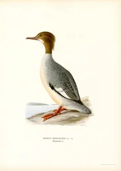 Grote Zaagbek