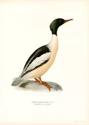 Grote Zaagbek