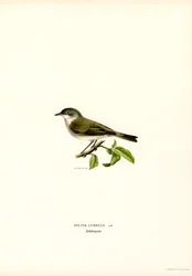 Braamsluiper