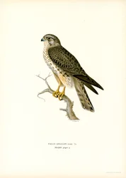Smelleken (kleur litho)