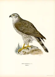 Havik