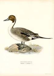 Pijlstaart